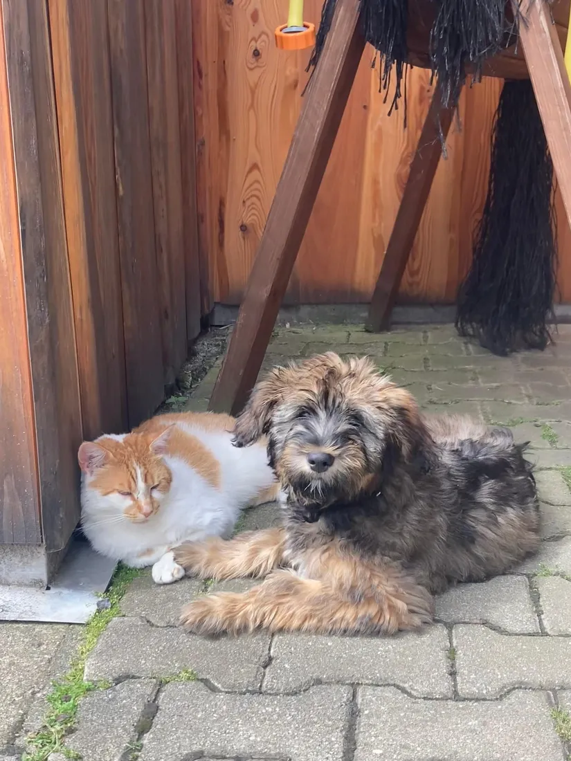 Schafpudel-Welpe liegt entspannt neben der Hauskatze am Holzzaun