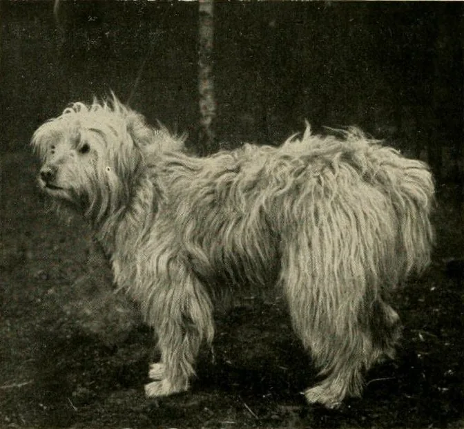 Historische Aufnahme eines langhaarigen Schafpudels von 1921