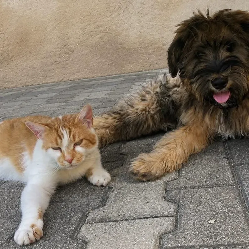 Schafpudel-Welpe liegt entspannt neben einer rot-weißen Katze auf dem Hof