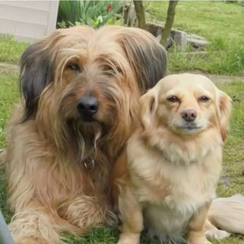 Zwei Hunde der Zucht liegen nebeneinander im Garten