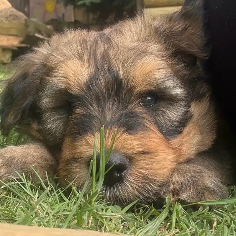 Schafpudel-Welpe liegt mit dem Kopf im Gras und schaut in die Kamera