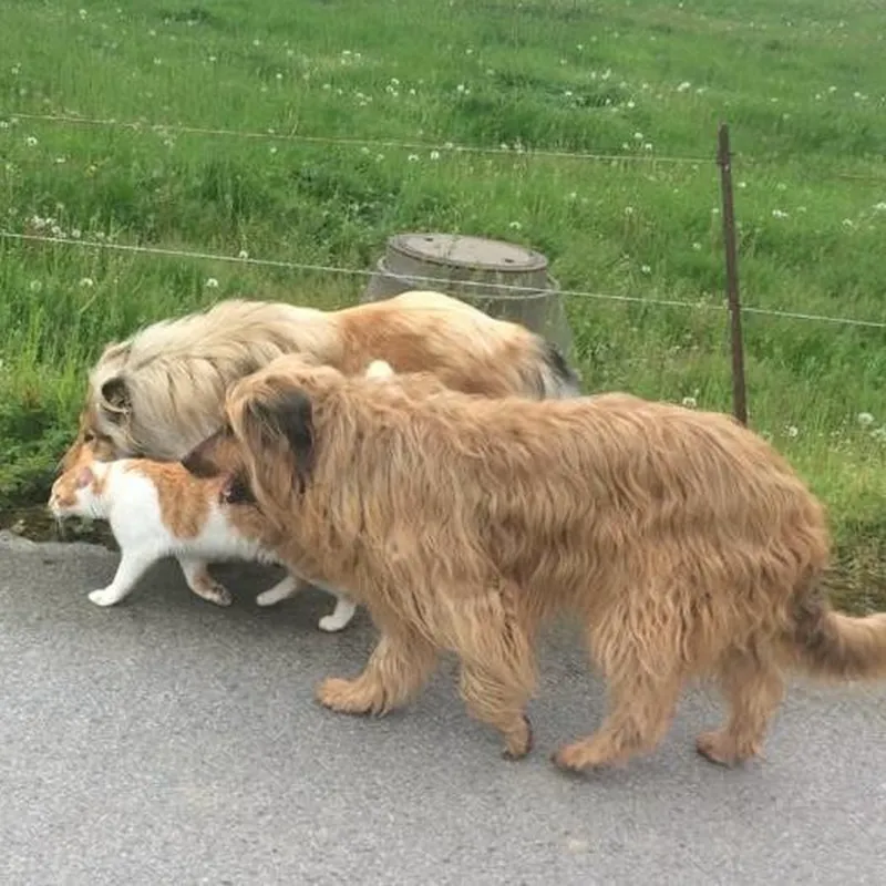 Zwei Schafpudel und eine Katze spazieren gemeinsam am Feldrand