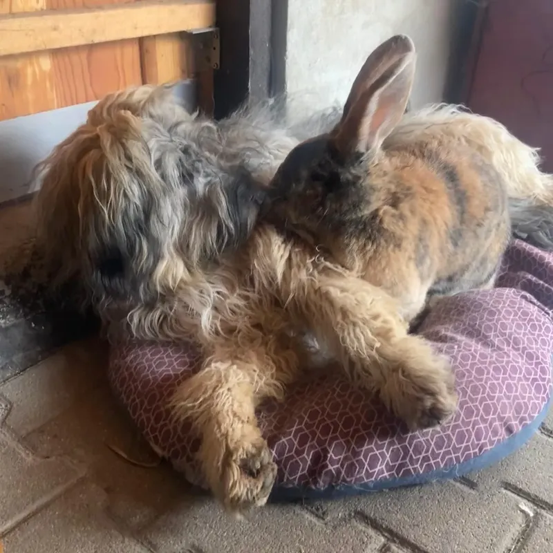 Kaninchen kuschelt sich auf dem Hundekissen an einen Schafpudel