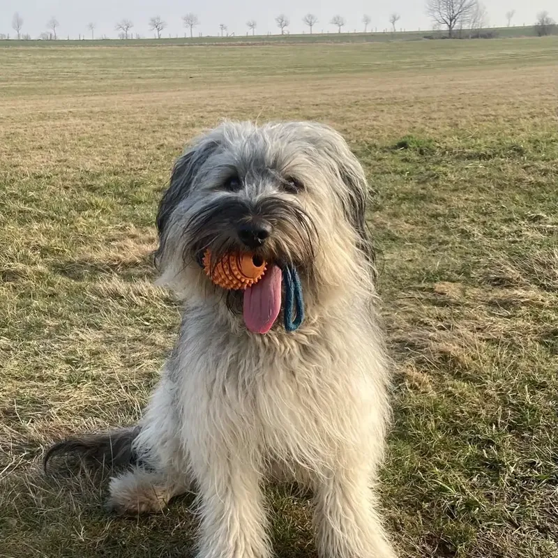 Grauer Schafpudel mit hellem Zotthaar auf einem Feld in der Oberlausitz